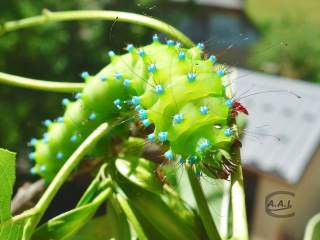 Chenille de grand paon de nuit